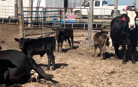 Bred heifers, Cows & Pairs for sale